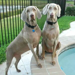 Meet your Posher, Pat